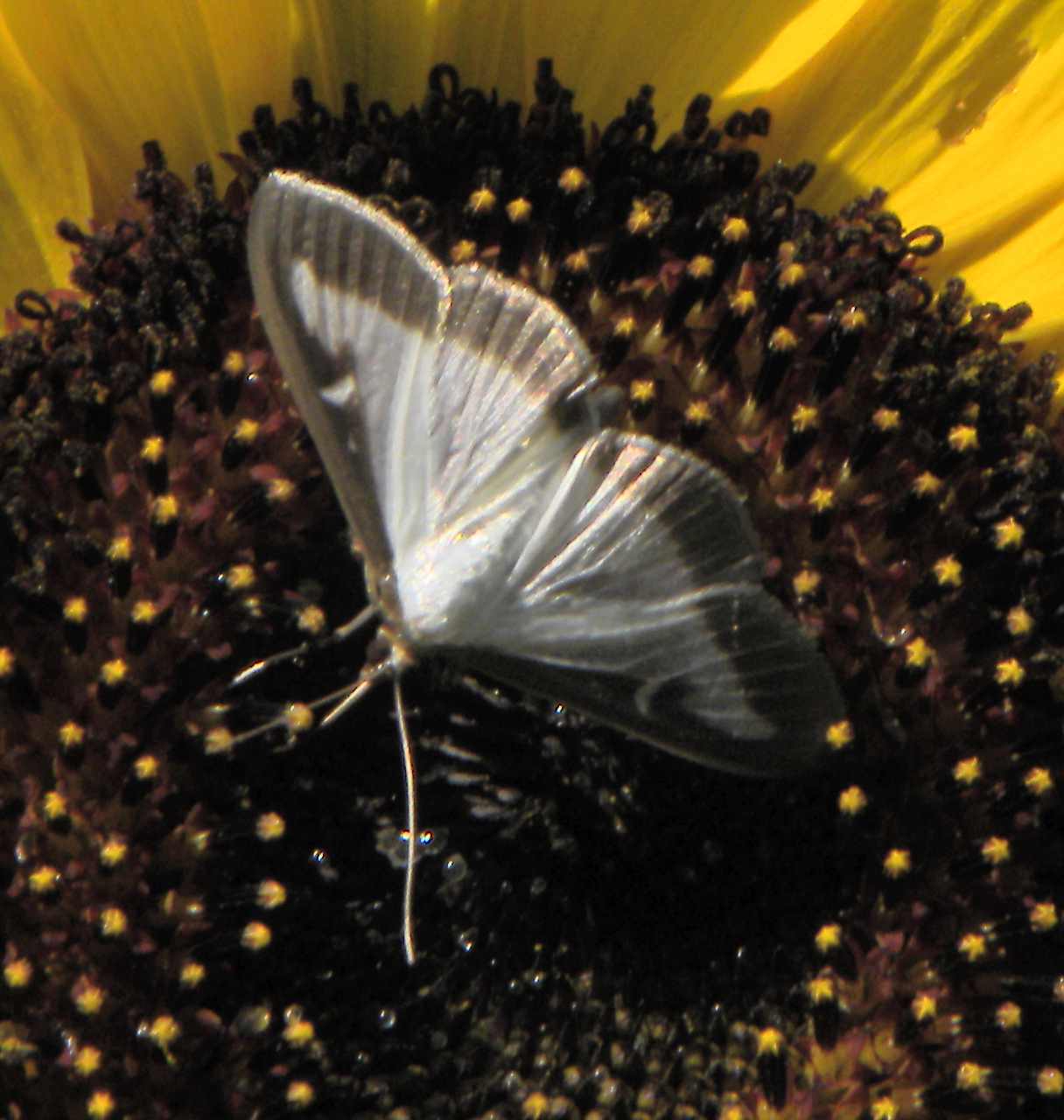 Determinazione farfallina - Cydalima perspectalis, Crambidae